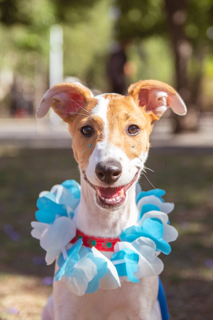 Photo Of A Smiling Dog In A Blue And White Collar