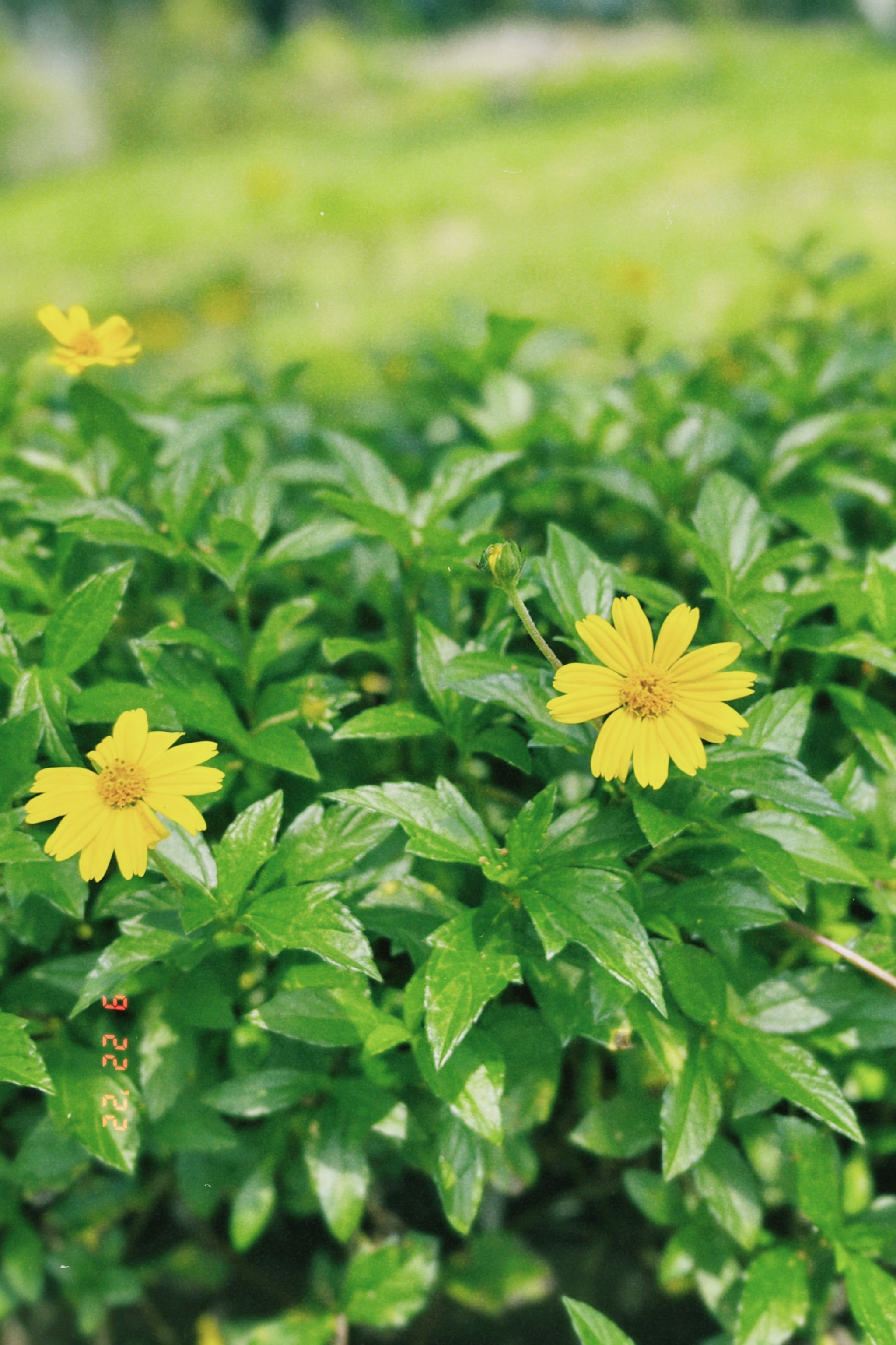 Close-up of Wildflowers Growing on Bush in Garden · Free Stock Photo