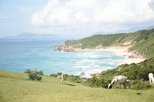 Безкоштовне стокове фото на тему «Берегова лінія, випас, корови»