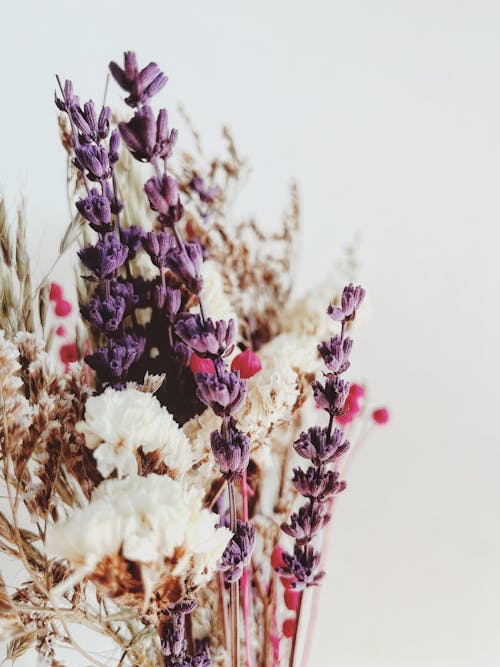 Foto profissional grátis de botânico, buquê, flora