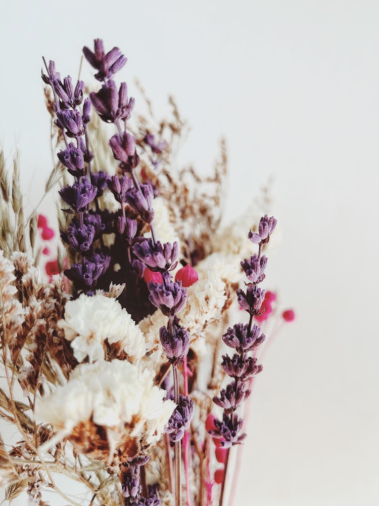 Dry Wildflowers Bouquet On White Background