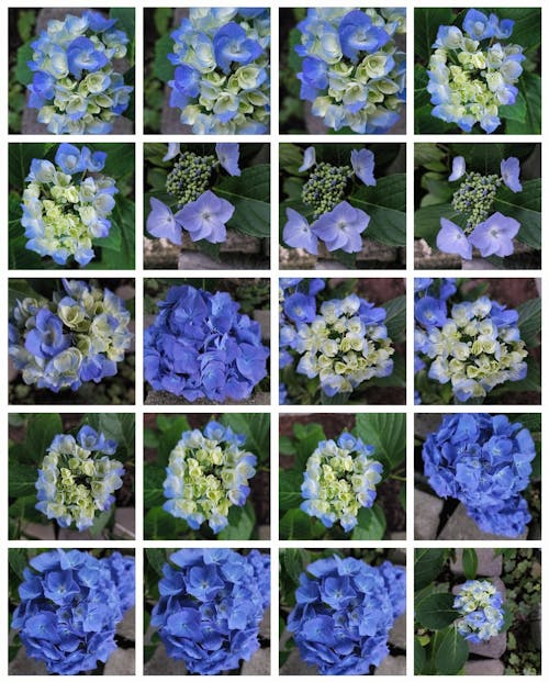 Foto profissional grátis de flores azuis, flores bonitas, flores da primavera