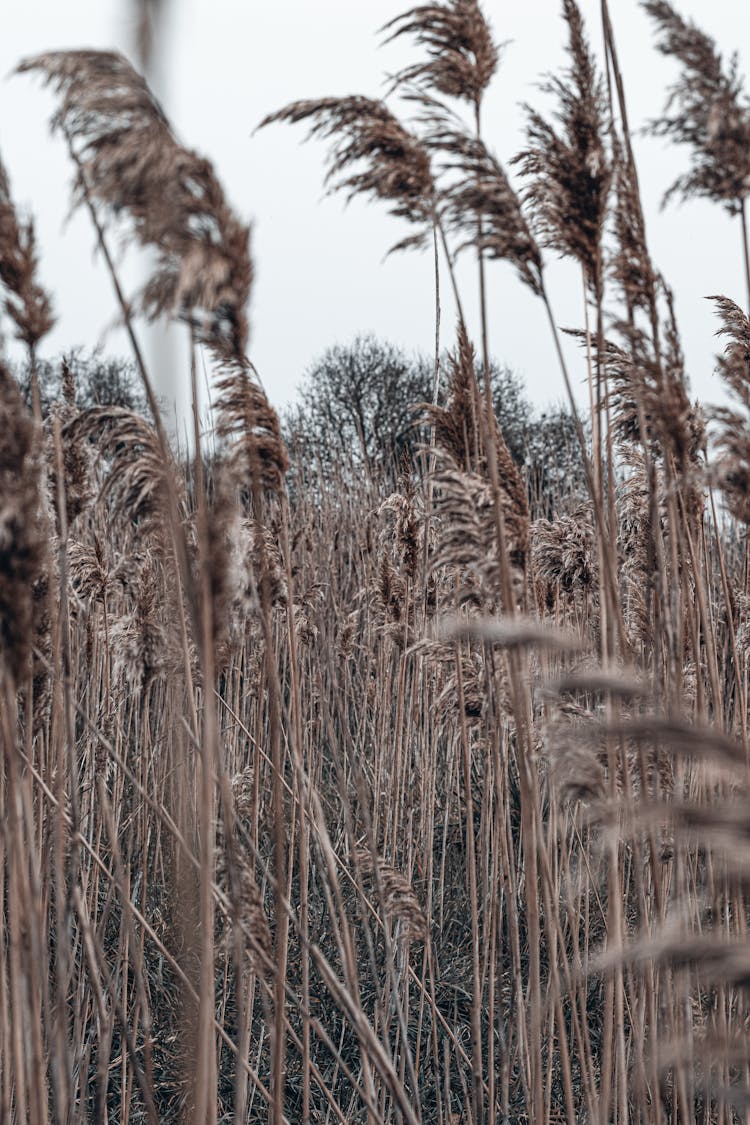 Dry Spikes Growing In Field