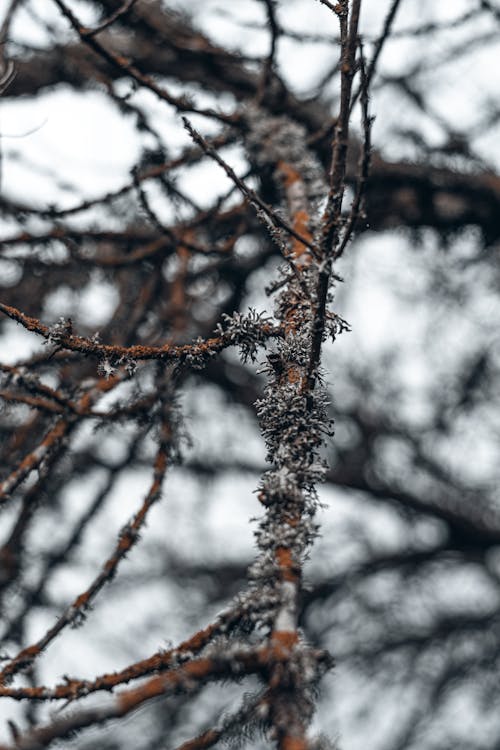 ağaç, buz tutmuş, dal içeren Ücretsiz stok fotoğraf