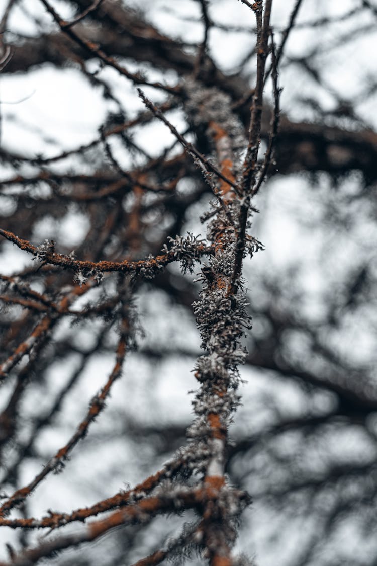 Frozen Branch In Winter