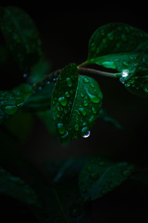 Free Vivid close-up of wet green leaves with raindrops reflecting light during a night scene in nature. Stock Photo