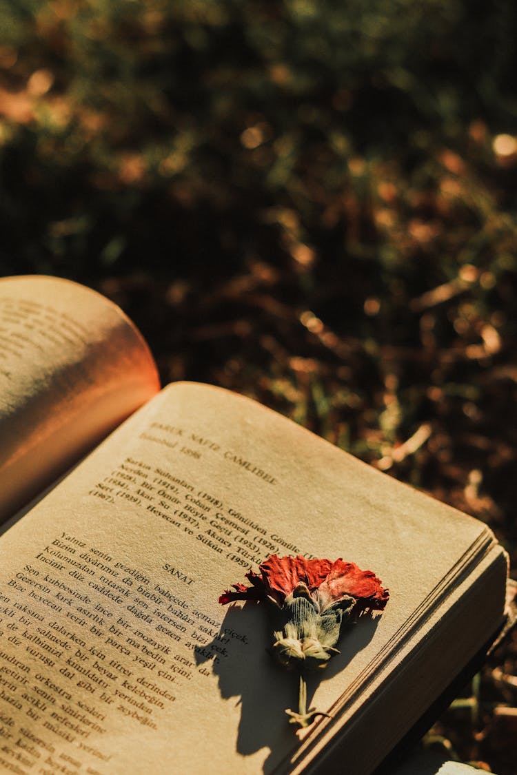 Close-up Of Dry Flower On Old Book