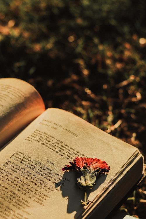 Free Vintage book with a dry red flower on a page, bathed in warm sunlight, evoking nostalgia. Stock Photo