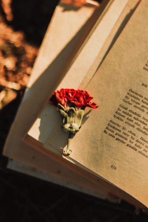 Free A red carnation lies inside an open vintage book, softly lit by sunlight. Stock Photo