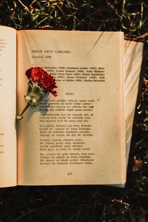 A Red Carnation on an Old Book 