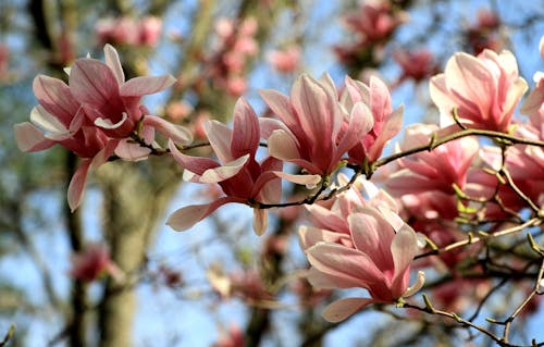 Close-up of a Pink Magnolia 