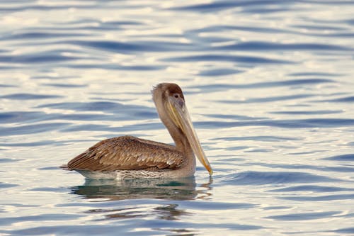 Brown Pelican Swimming in the Sea