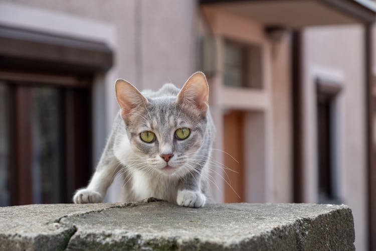 Cute Gray Cat Looking At Camera