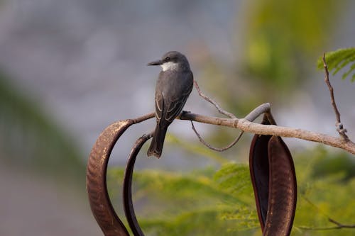 Close up of Gray Kingbird