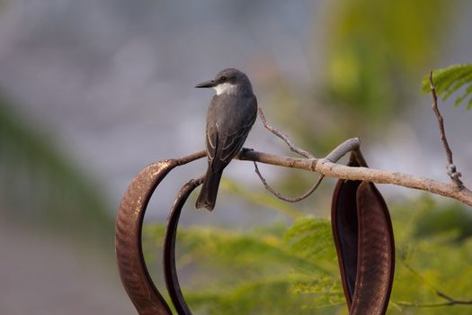 Grey King Bird in the Carob Tree, St Lucia