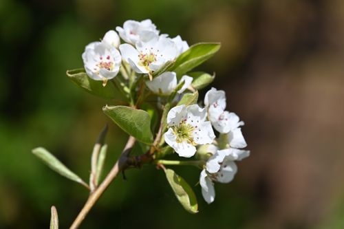Free Delicate white pear blossoms in full bloom, symbolizing spring's growth and renewal. Stock Photo