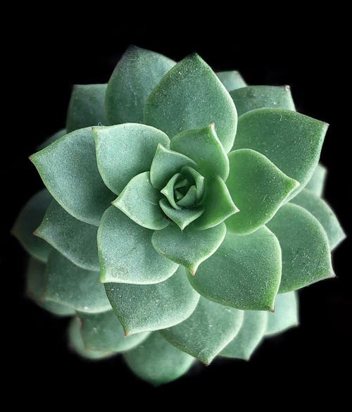 Top View of a Echeveria Succulent