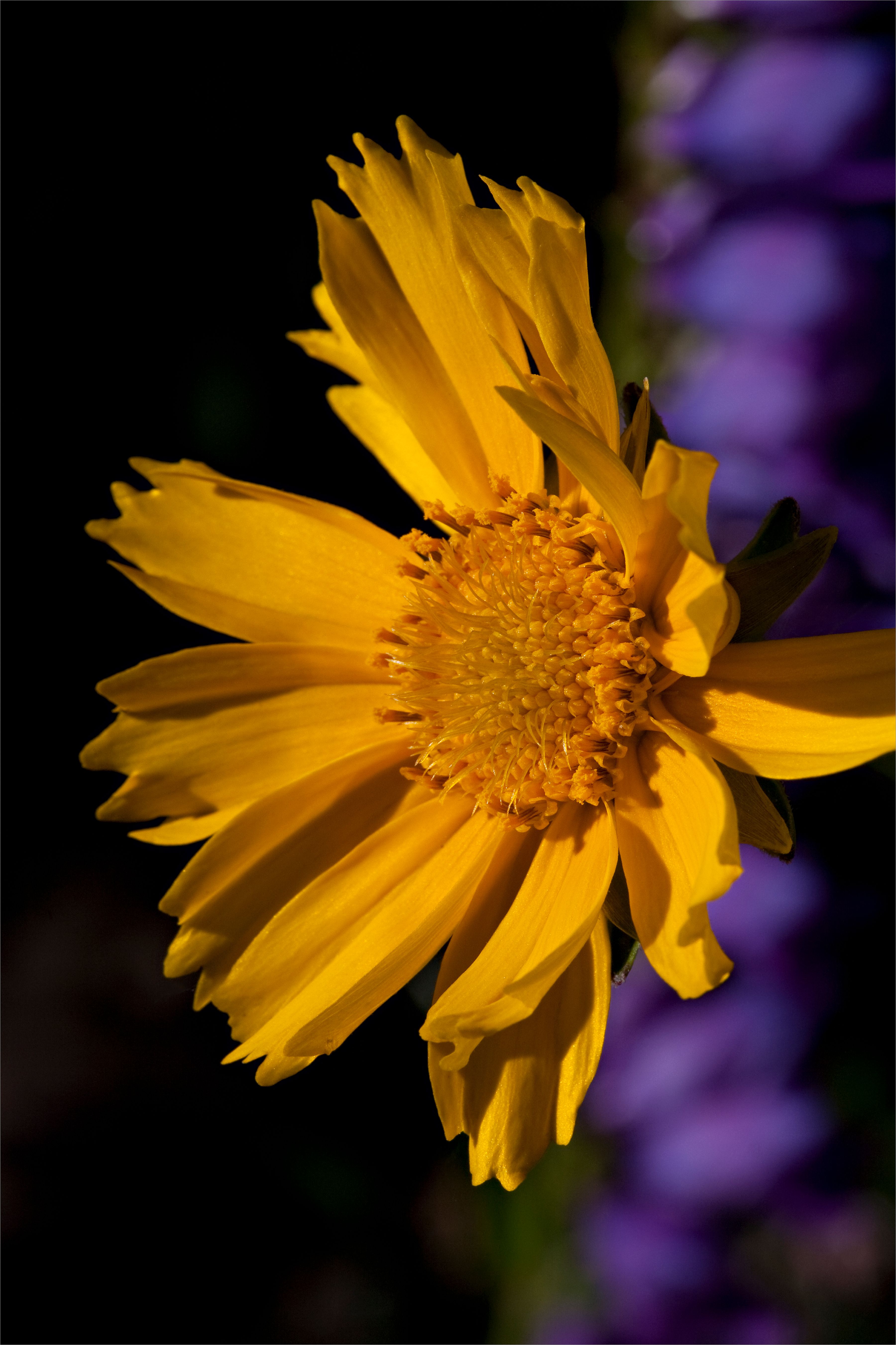 Close up of Yellow Flower · Free Stock Photo