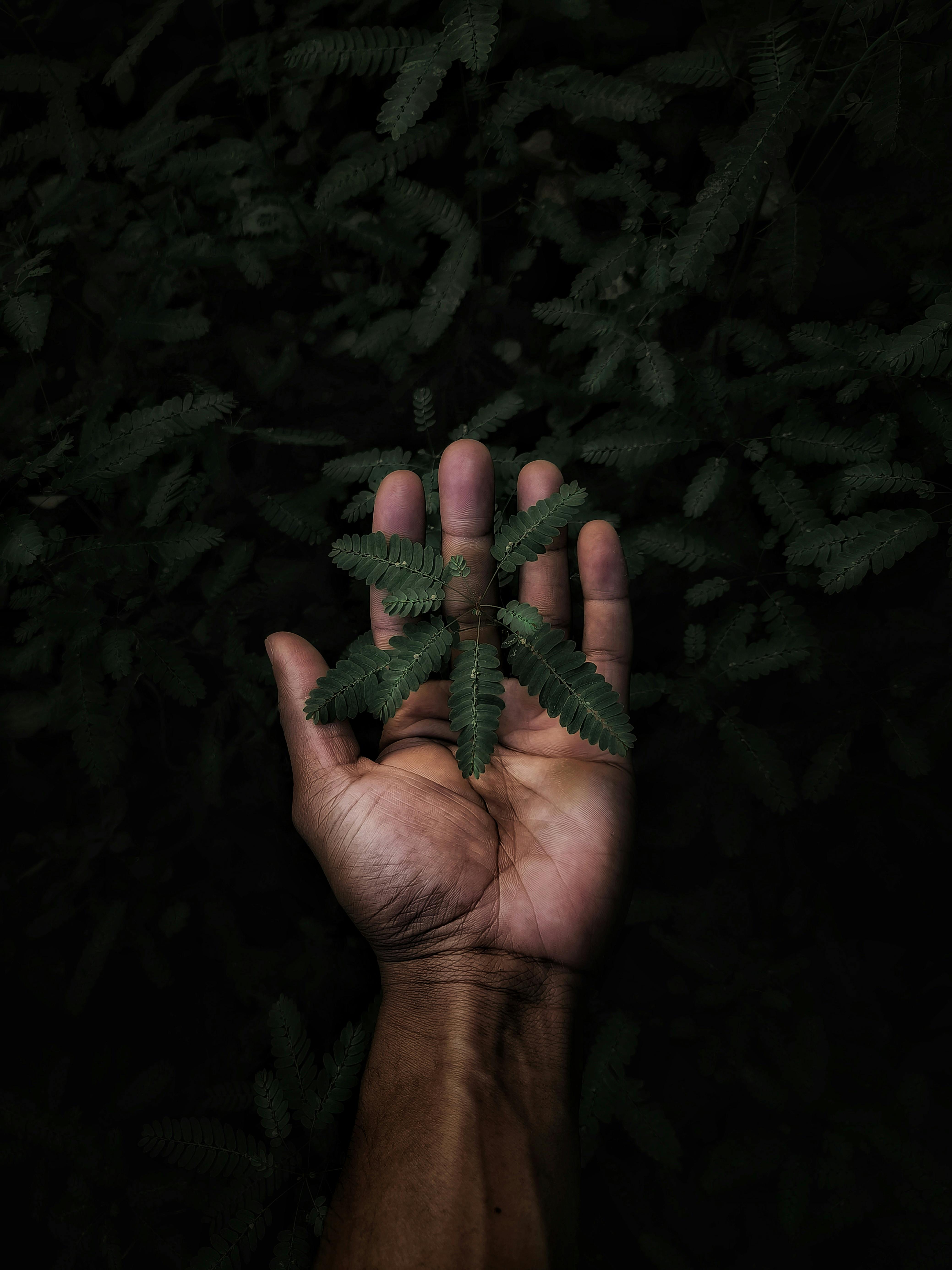 A close-up of a human hand gently holding green leaves in a dark natural setting.