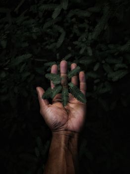 A close-up of a human hand gently holding green leaves in a dark natural setting.