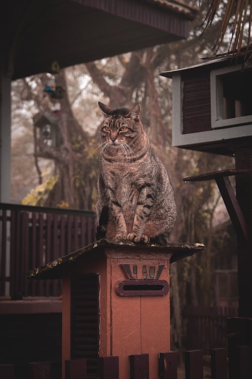 Коричневая полосатая кошка на деревянной балке