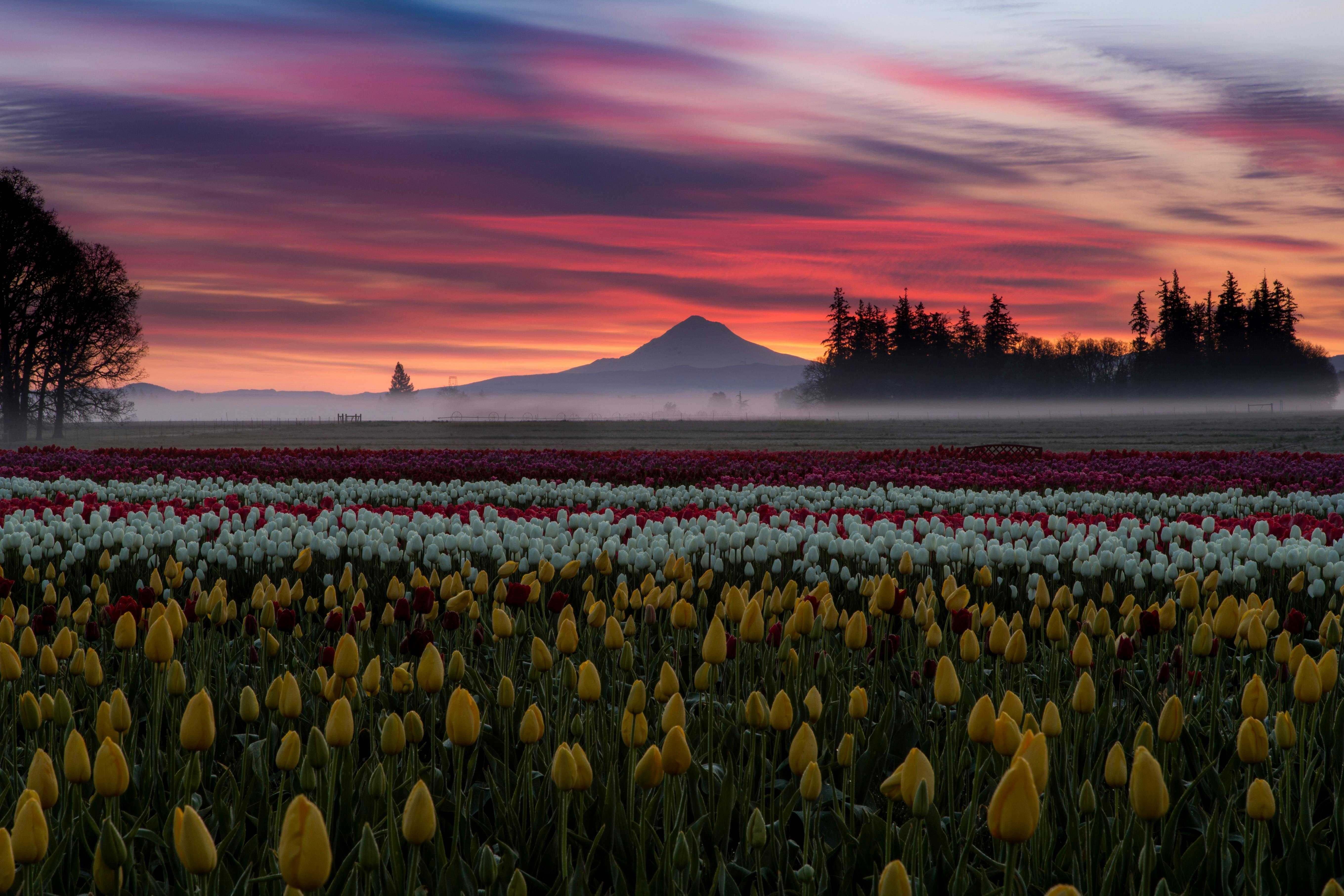 Pink Clouds in Evening Sky over Field of Tulips · Free Stock Photo, image size:1124x750