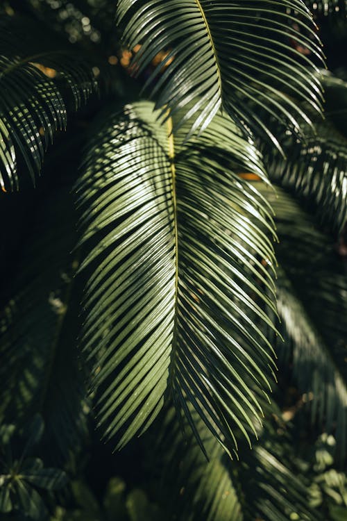 Close-up of Palm Tree Leaves