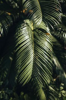 Close-up of lush green palm leaves with sunlight casting deep shadows.