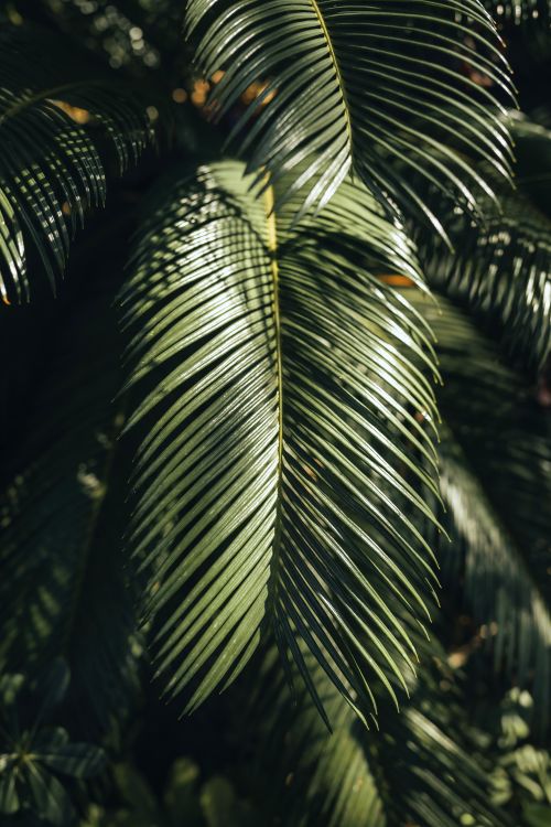 Free Close-up of lush green palm leaves with sunlight casting deep shadows. Stock Photo