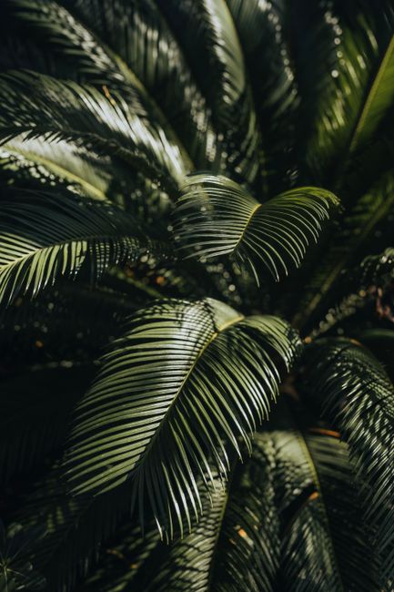 Tropical palm leaves with natural sunlight and shadows create an exotic, serene atmosphere.