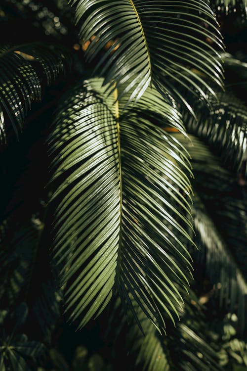 Close-up of Palm Trees Green Leaves