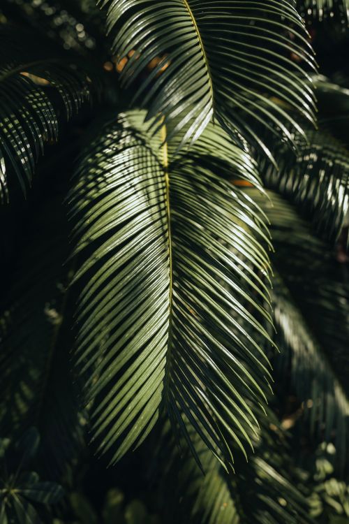 Free A detailed close-up photograph of green palm leaves illuminated by dramatic lighting. Stock Photo