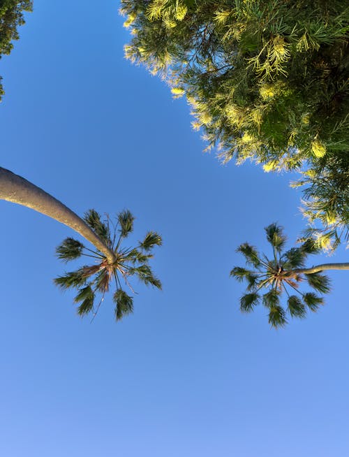 Crowns of Palm Trees Against the Blue Sky