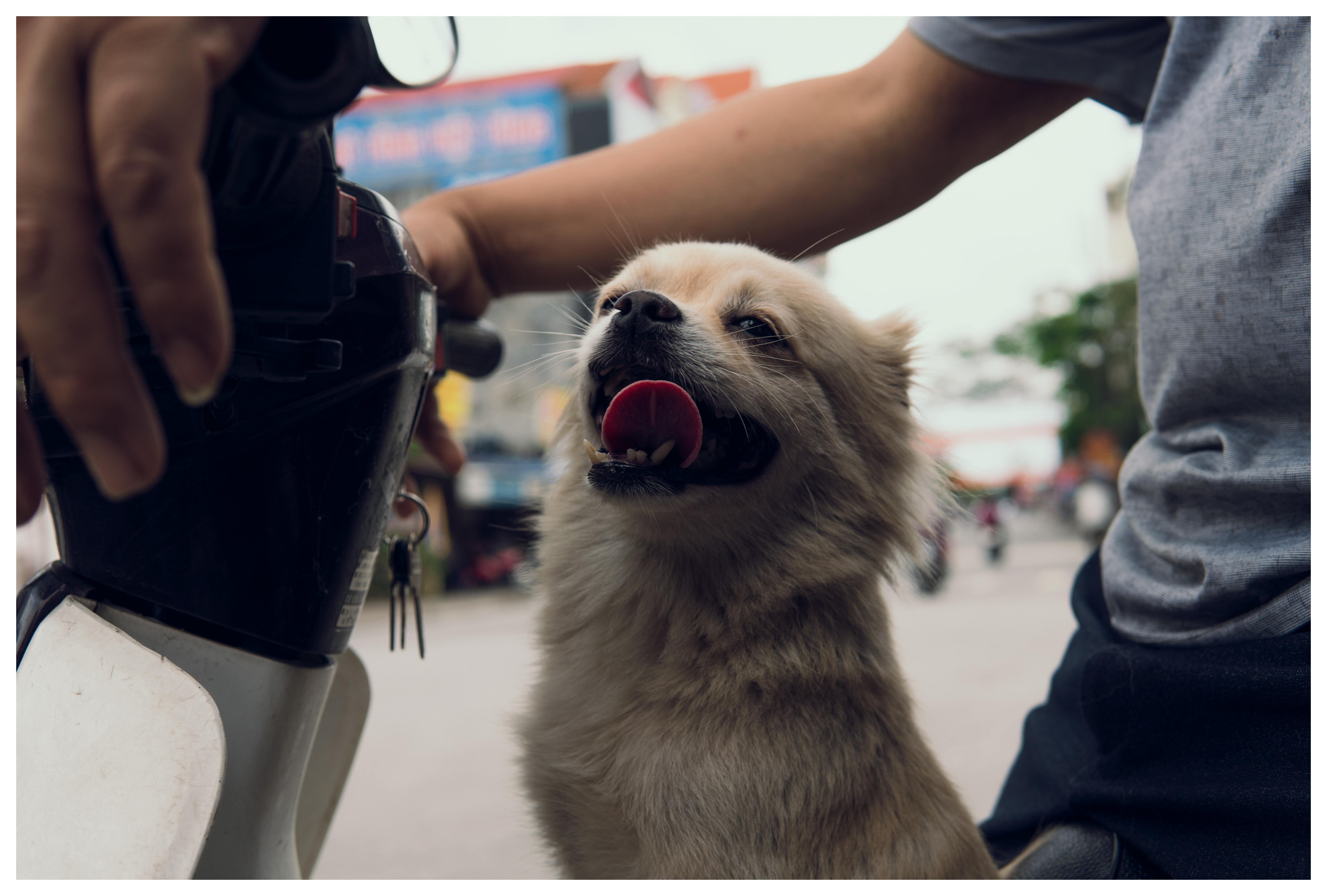 一只可爱的狗正享受着骑摩托车的乐趣，它的主人吐着舌头
