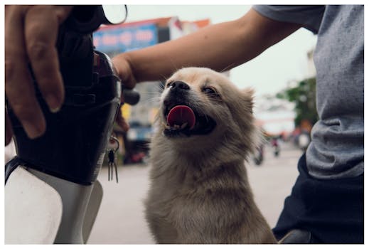 一只可爱的狗正享受着骑摩托车的乐趣，它的主人吐着舌头