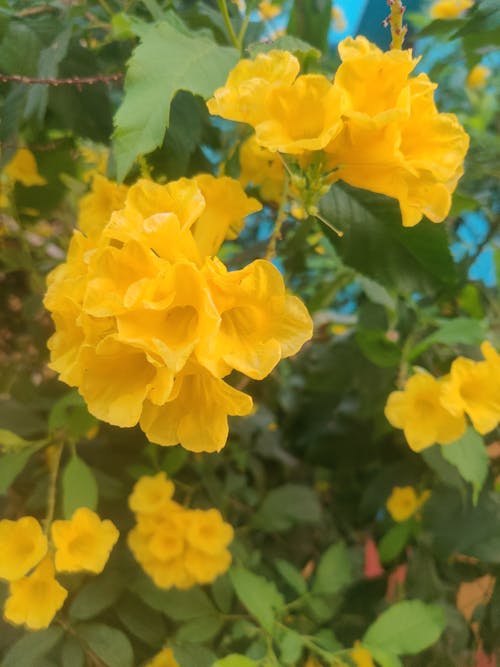 Free stock photo of tecoma plant, yellow, yellow flowers