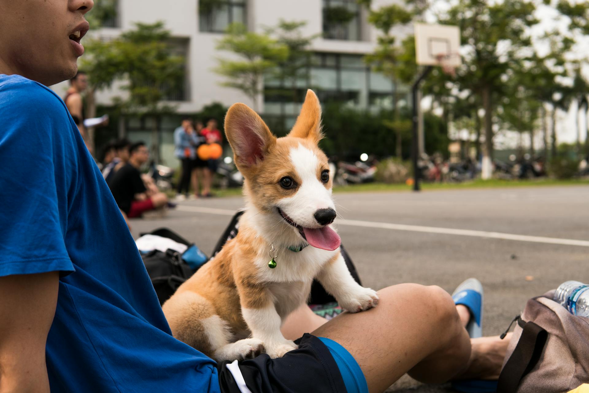 Tan and White Pembroke Welsh Corgi Puppy on Focus Photo