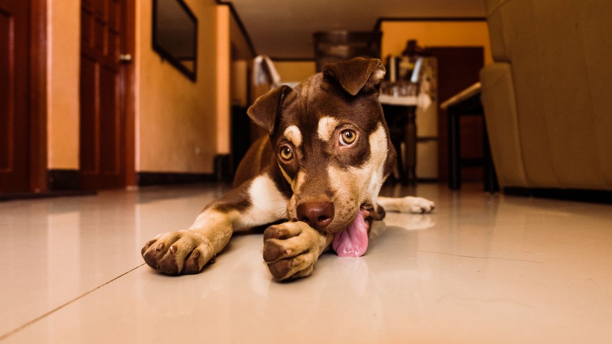 Chiot allongé en train de se lécher la patte
