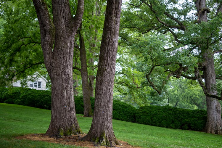 Short Lawn And Trees