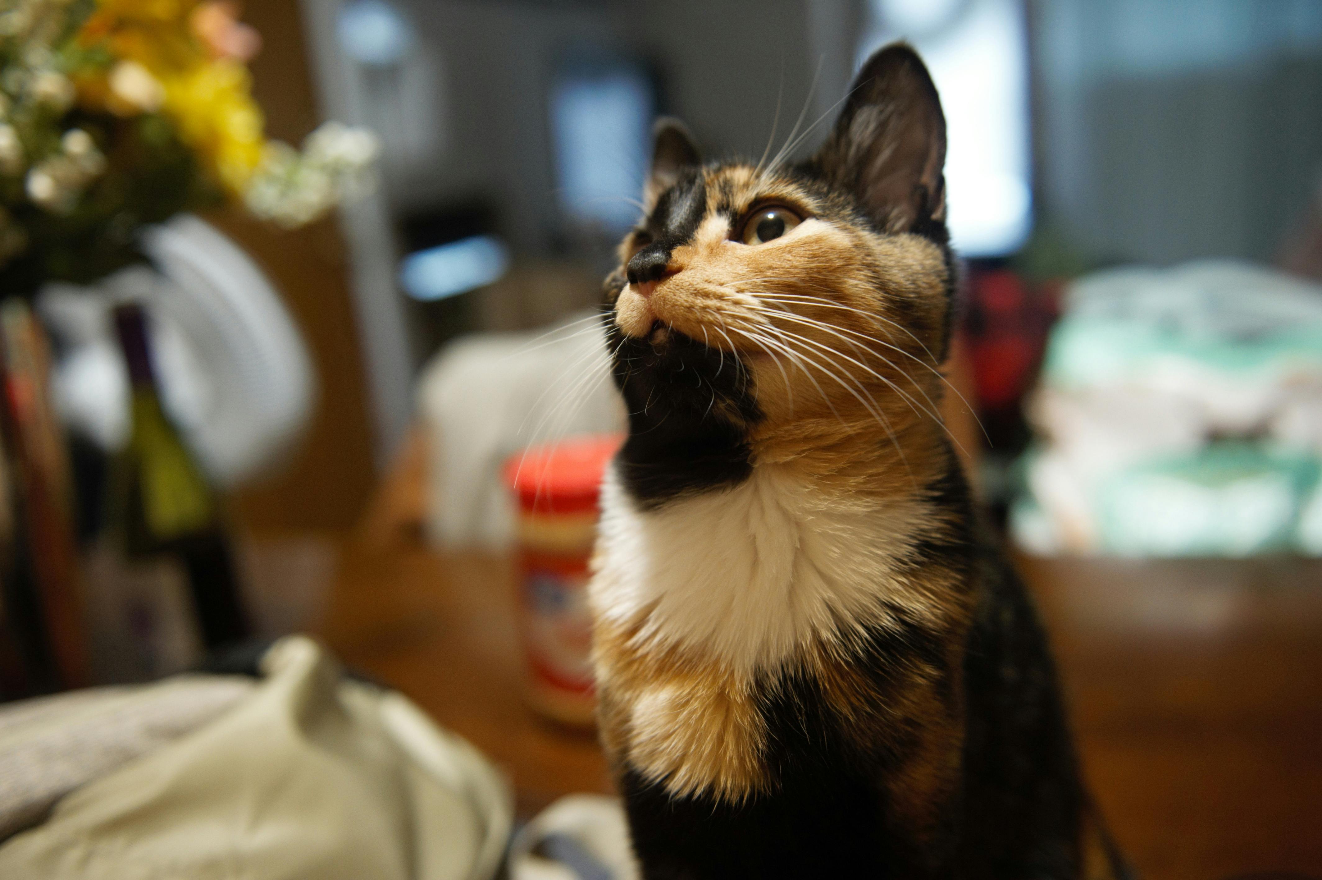 Free stock photo of adorable, black cat, cat