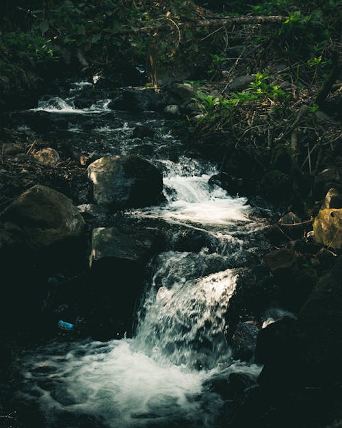 Безкоштовне стокове фото на тему «вода, Денне світло, дерева»