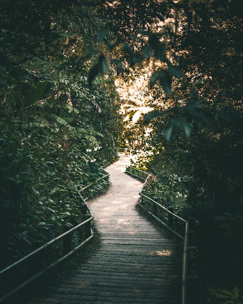 Free Brown Pathway Surrounded by Trees Stock Photo