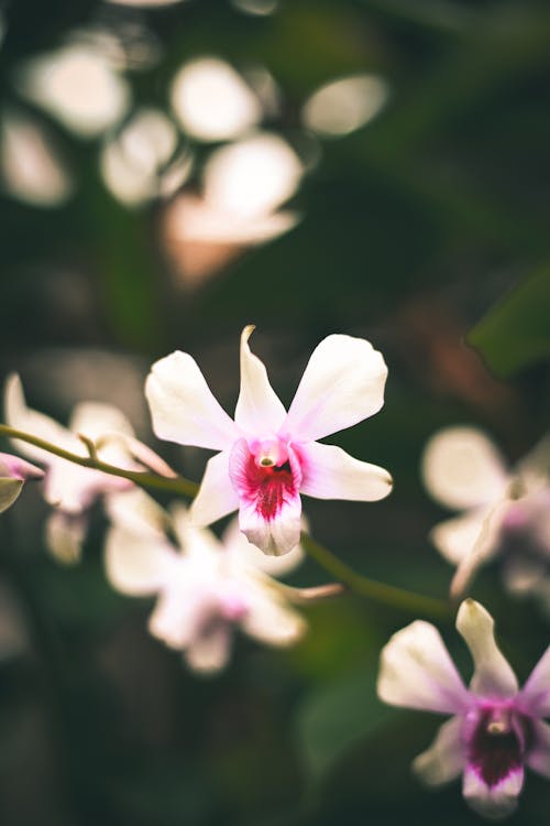 Selective Focus Photography of White-and-pink Petaled Flowers