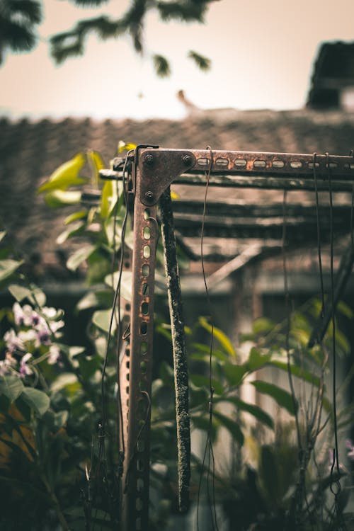 Free stock photo of chain, fence, flower