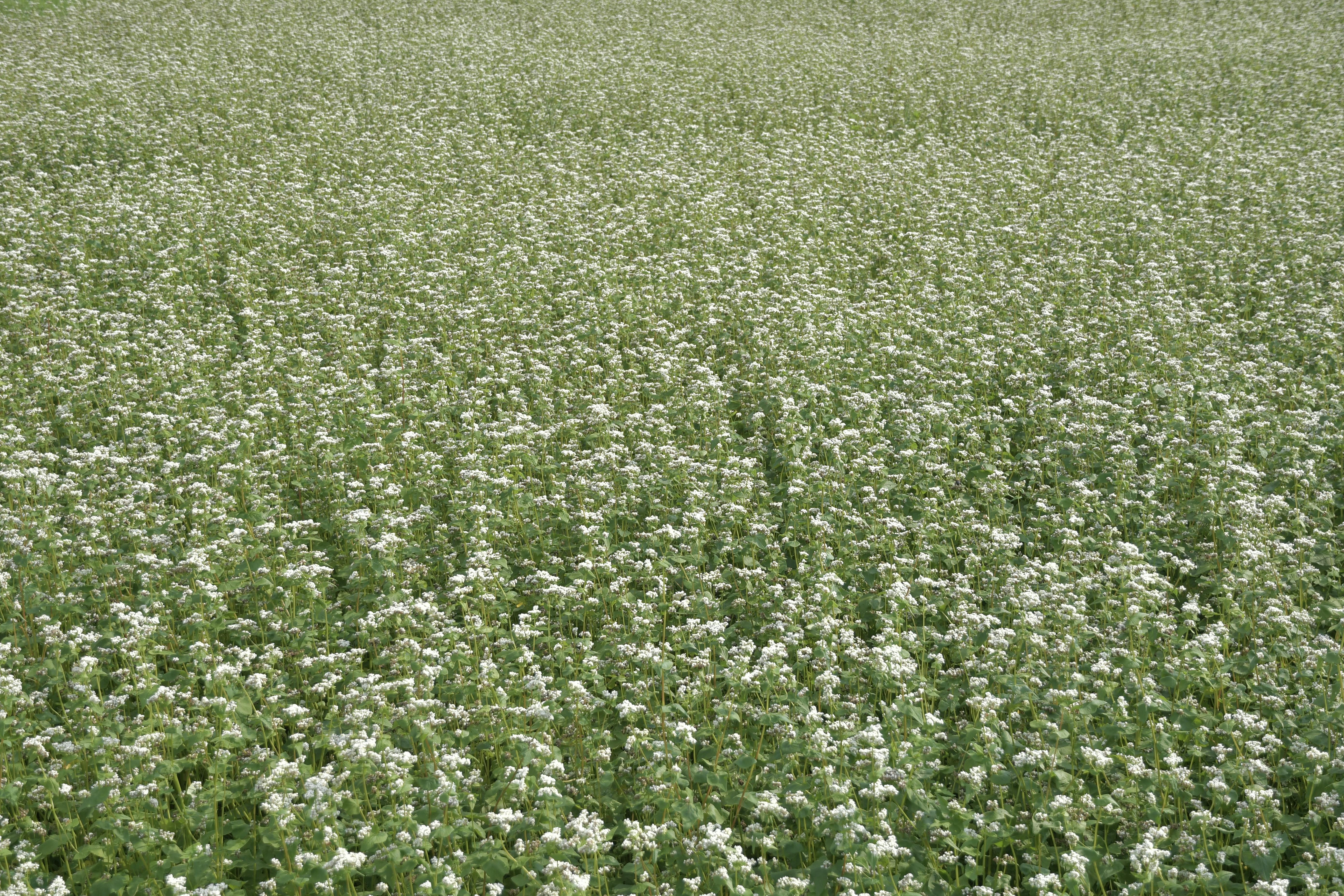 Free stock photo of field, field of flowers, flower field