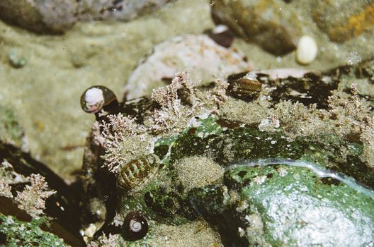 Detailed view of moss, shells, and rocks creating natural patterns in a coastal environment.
