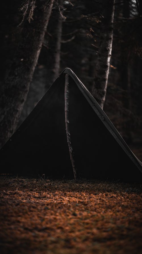 Fotos de stock gratuitas de acampada, bosque, espeluznante