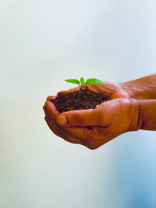 Soil with Growth in Hands