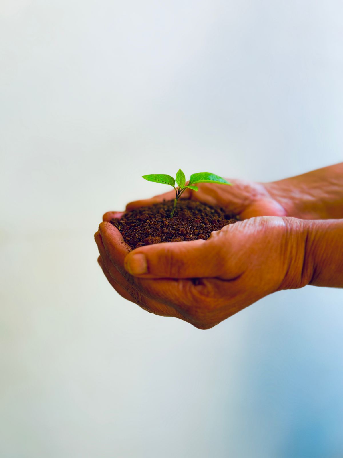 Hands holding seedlings in enriched soil