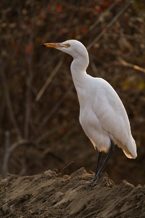 Gratis stockfoto met aarde, beest, dieren in het wild